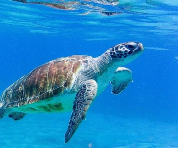 Willemstad: zwemmen met schildpadden en strandhoppen