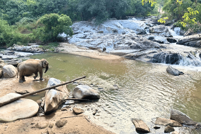 Chiang Mai: Día Completo Santuario Ético de Elefantes y Cascada