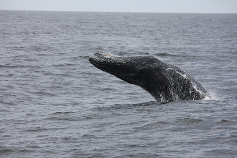 San Diego Bay: Year-round Whale Watching and Dolphin Tour