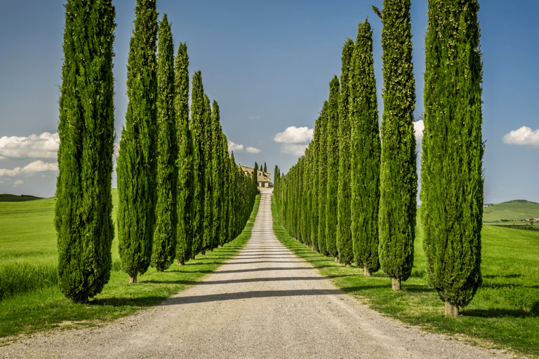 Florence: Tuscan Day trip Siena San Gimignano, Pisa,