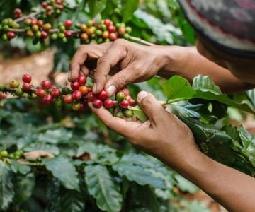 Tour do Café em Barichara: Tradição, Sustentabilidade e Sabor Local