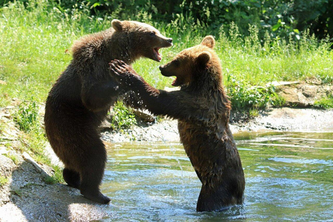 From Bucharest: Cantacuzino Castle, Bears & Brasov Tour