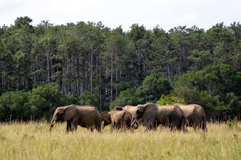 Full-Day Shimba Hills Safari: Wildlife & Sheldrick Falls