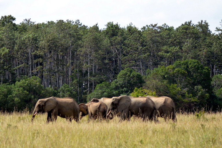 Full-Day Shimba Hills Safari: Wildlife & Sheldrick Falls