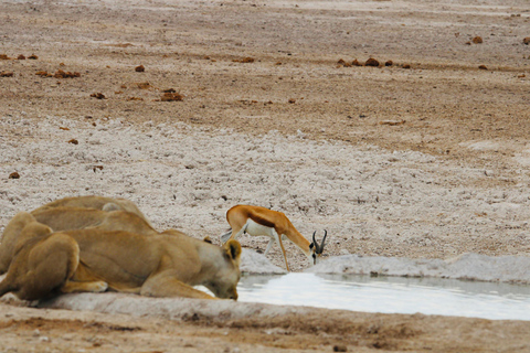 Windhoek: 3-Day Guided Safari in Etosha with Lodge