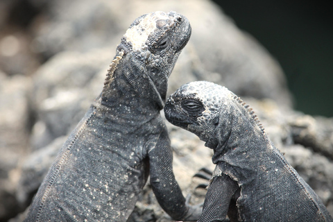 Galapagos Island Hopping Tour - 9D/8N