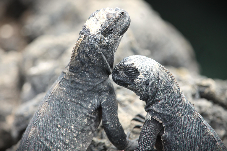 Galapagos Island Hopping Tour - 9D/8N