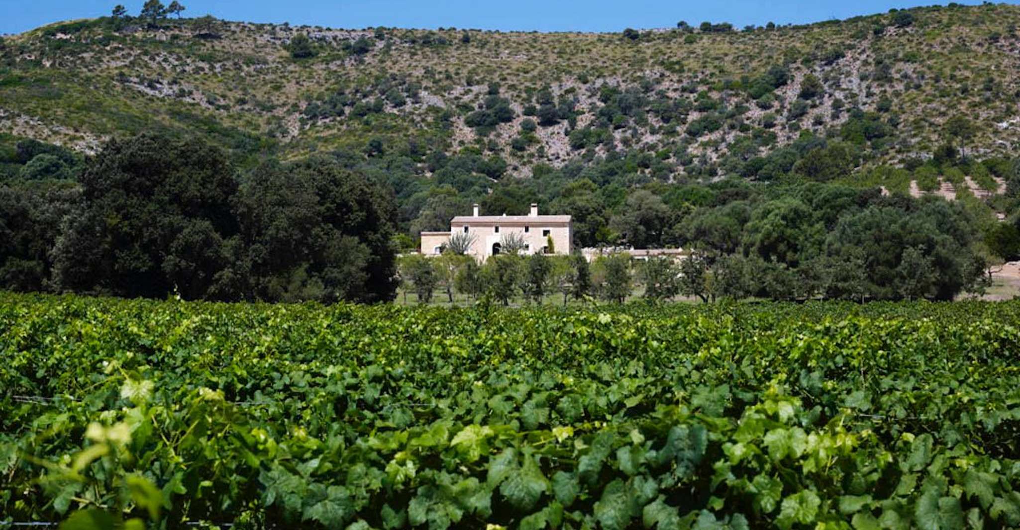 Alcudia, Visite Vignoble & Expérience de dégustation de vins Exclusive - Hizvo