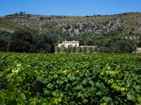 Alcudia, Vineyard Tour & Exclusive Wine Tasting Experience - Hizvo