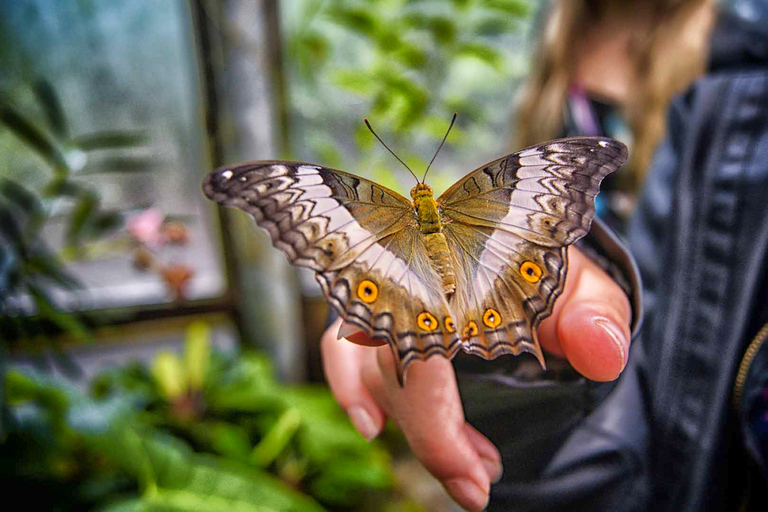 Dubaï : billet d'entrée au jardin des papillons