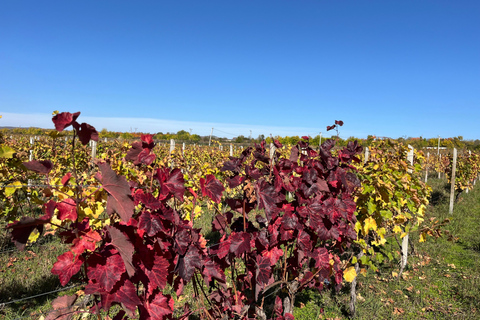 Authentic Kakheti Wine Tour: Tasting & Sighnaghi Wine Tunnel