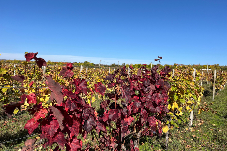Authentic Kakheti Wine Tour: Tasting & Sighnaghi Wine Tunnel
