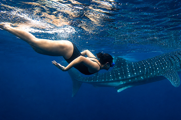 Cebu: Oslob Whale Shark Encounter with Hotel Transfers Shared/ Group Tour Options