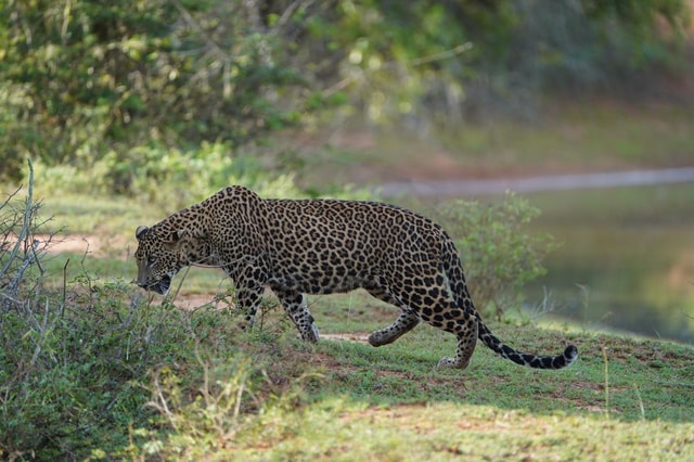 Hambantota Cruise Port Wildlife & Nature Excursions