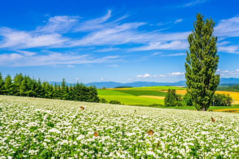 Hokkaido Asahiyama Zoo & Blue Pond Tour & Ningle Terrace 8:00 am meet at Odori Park subway station exit 31