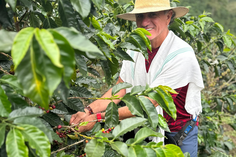 From Medellín: Coffee Farm Hiking & Exotic Fruit Marketplace