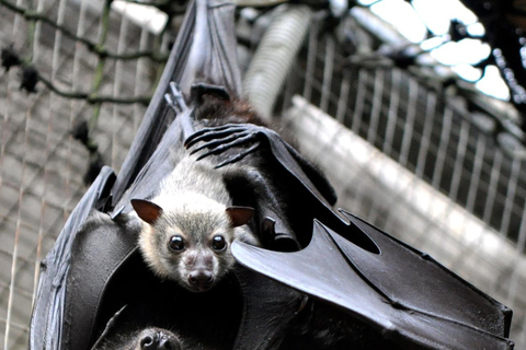 Atherton: Bat Sanctuary Tour with Guide