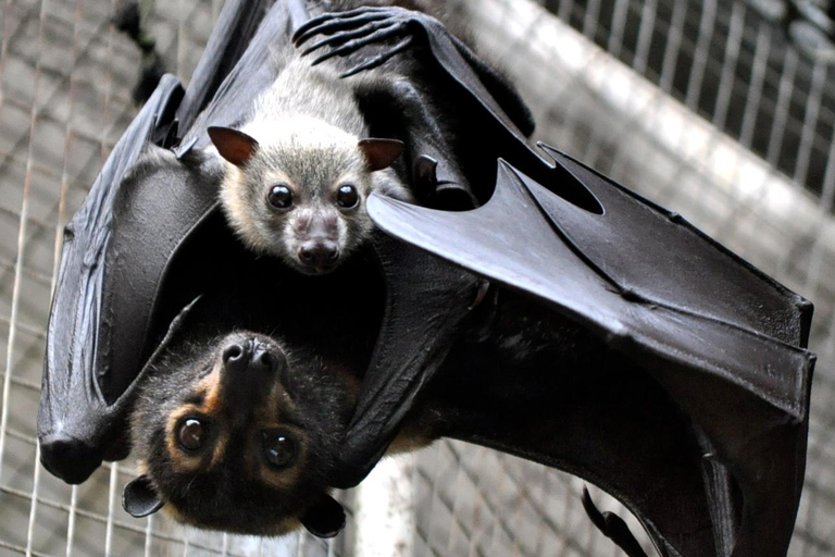 Atherton: Bat Sanctuary Tour with Guide