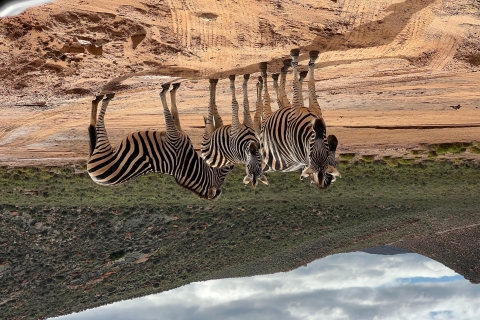 Safari Wielkiej Piątki w pobliżu Kapsztadu w RPA