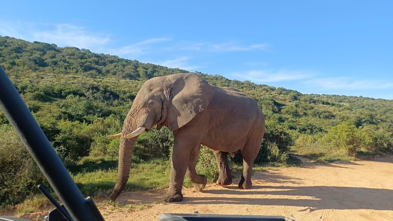 Addo: Addo-Elefanten-All-Inclusive-Tagessafari