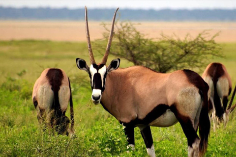 Excursão de 5 dias a Zululand - Hluhluwe, Isimangaliso e Drakensberg