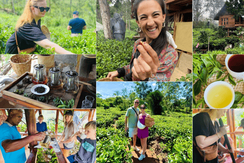 ELLA : Tea-Making Experience Tour with Tasting and Snacks