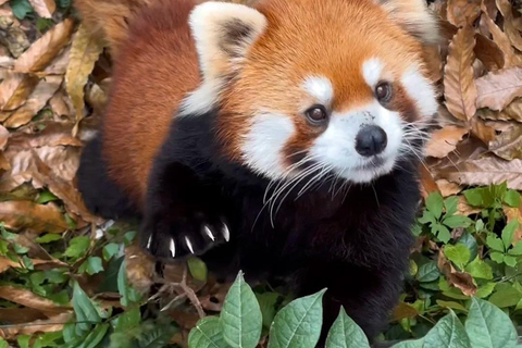 Shenzhen: Giant Panda Encounter and Safari Park