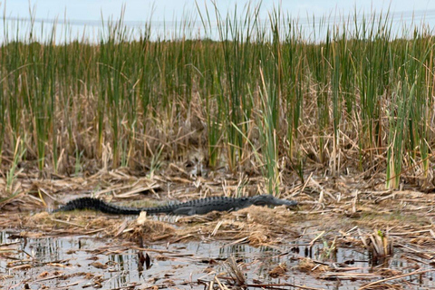 Miami Combo: Everglades Adventure and Sightseeing Tour Combo - Downtown Miami pickup