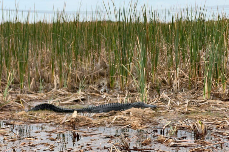 Miami Combo: Everglades Adventure and Sightseeing Tour Combo - Downtown Miami pickup