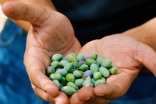 Casa Relvas, Vidigueira: Visit to the Oil Mill, Professional Olive Oil and Wine Tasting