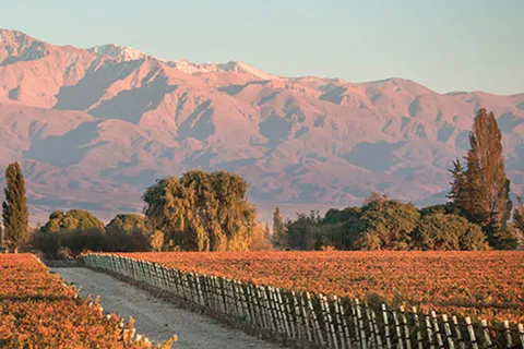 Mendoza: Winery tour, tasting and lunch at Pasaje La Reta