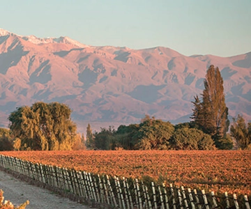 Mendoza: Visita, degustação e almoço em vinícolas no Pasaje La Reta