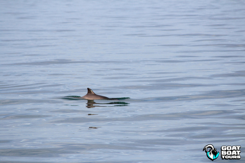 Dublín: tour en barco por la historia y la fauna con comentarios en directo