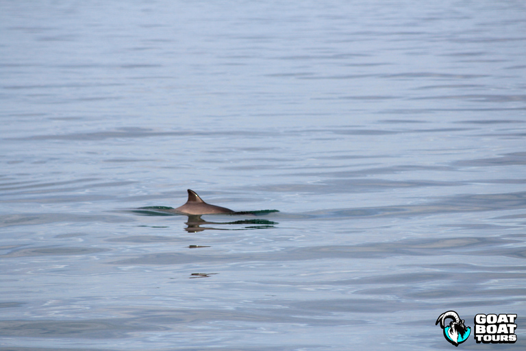 Dublín: tour en barco por la historia y la fauna con comentarios en directo