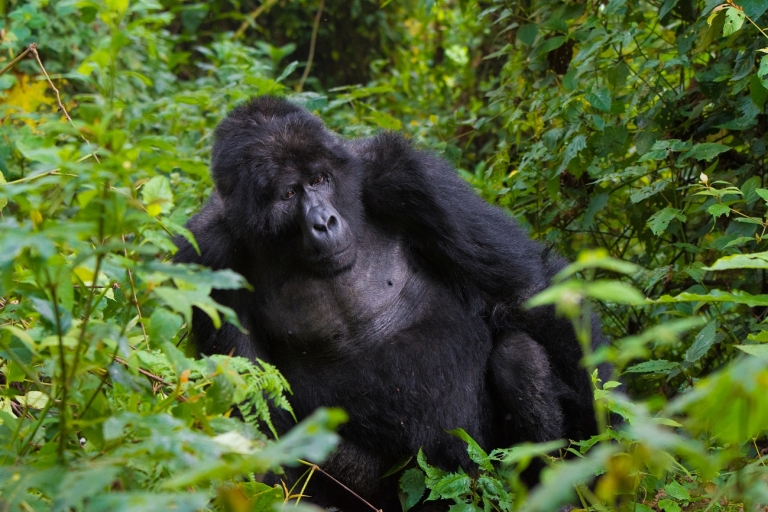 Vacaciones en Uganda de 3 días de Safari a los Gorilas en Bwindi desde Kigali