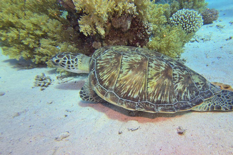Sharm El Sheikh: Tiran Island Boat Trip w Snorkeling & Lunch
