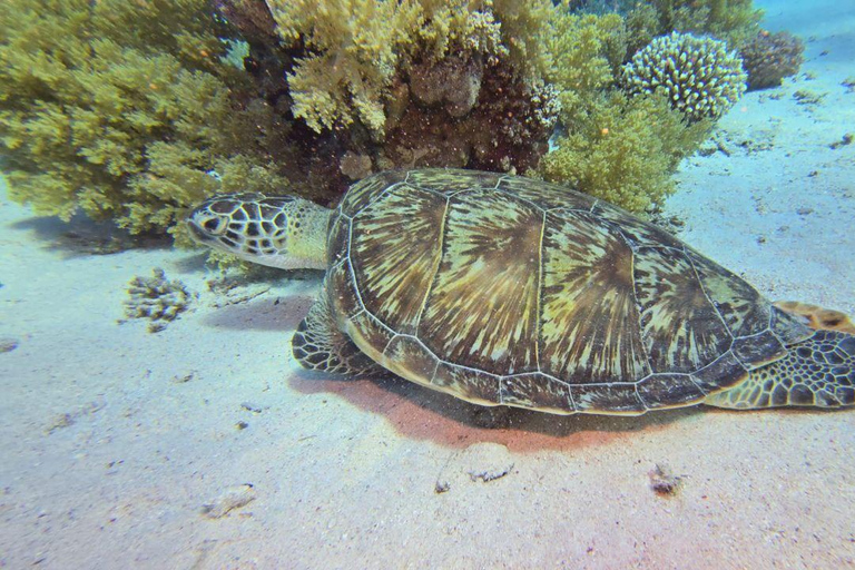 Sharm El Sheikh: Tiran Island Boat Trip w Snorkeling & Lunch