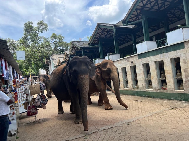 Pinnawala Day Tour from Kandy (Private tour )