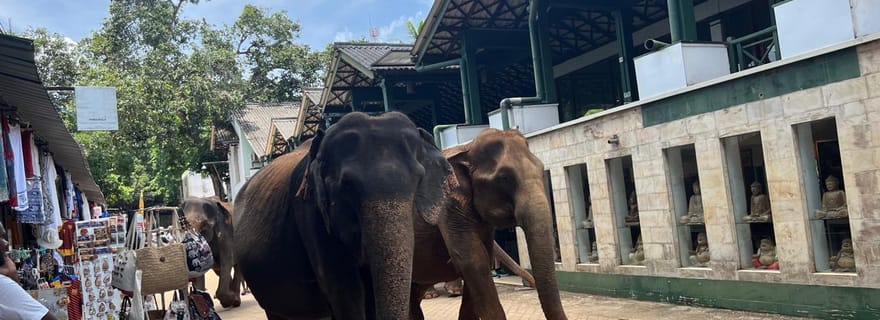 Excursion d'une journée à Pinnawala depuis Kandy (visite privée)