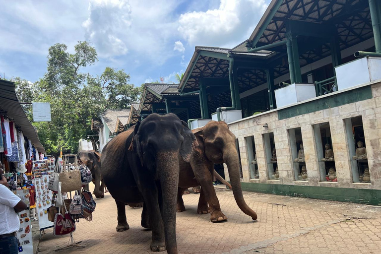 Pinnawala dagstur från Kandy (Privat tur med lunch)