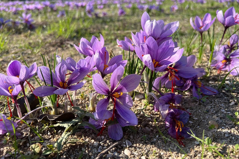Baku: Boutique Visit with Saffron Tasting Experience