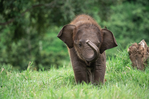 Chiang Mai: Elephant Sanctuary, Long Neck & Sticky Waterfall Private Tour With Hotel Pickup