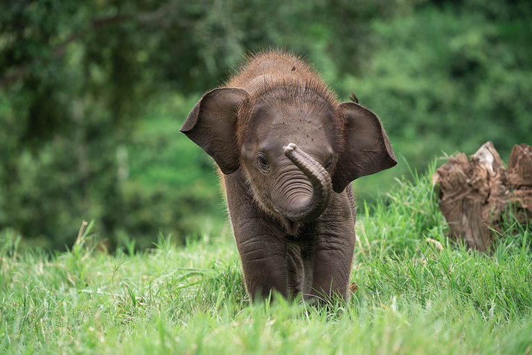 Chiang Mai: Elephant Sanctuary, Long Neck & Sticky Waterfall Private Tour With Hotel Pickup