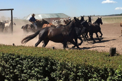 Buenos Aires: Santa Susana Ranch Day Tour, BBQ & Shows