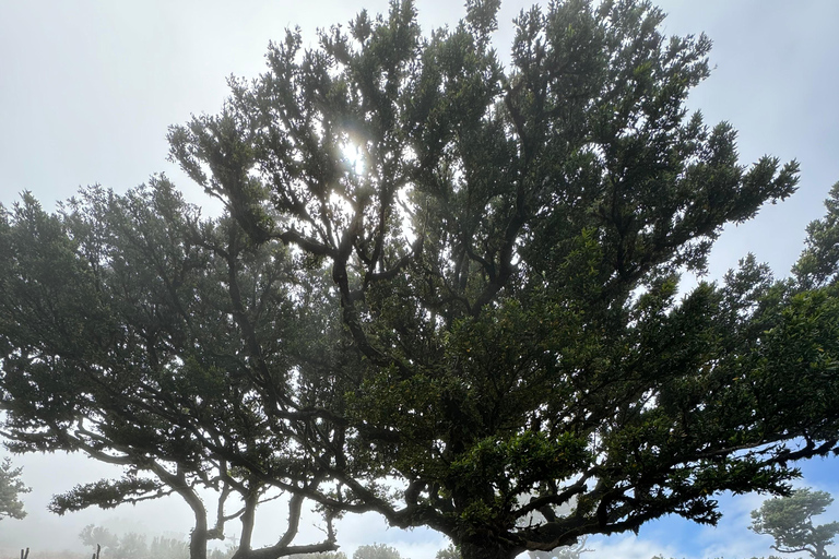 ماديرا وايلد ويست 4X4 جولة سفاري