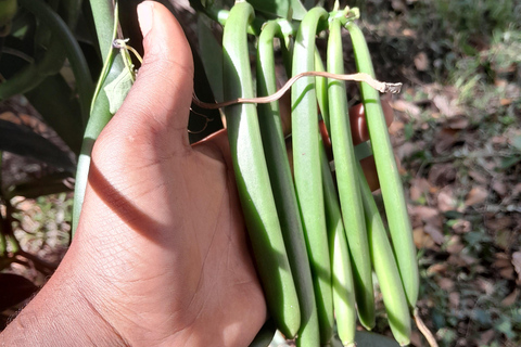 Zanzibar: Organic Spice Farm Tour With Fruit Tasting
