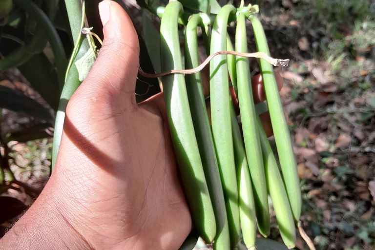 Zanzibar: Organic Spice Farm Tour With Fruit Tasting
