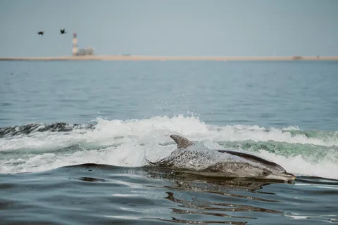 Walvis Bay: Namibian Coast Dolphin Cruise with Light Lunch