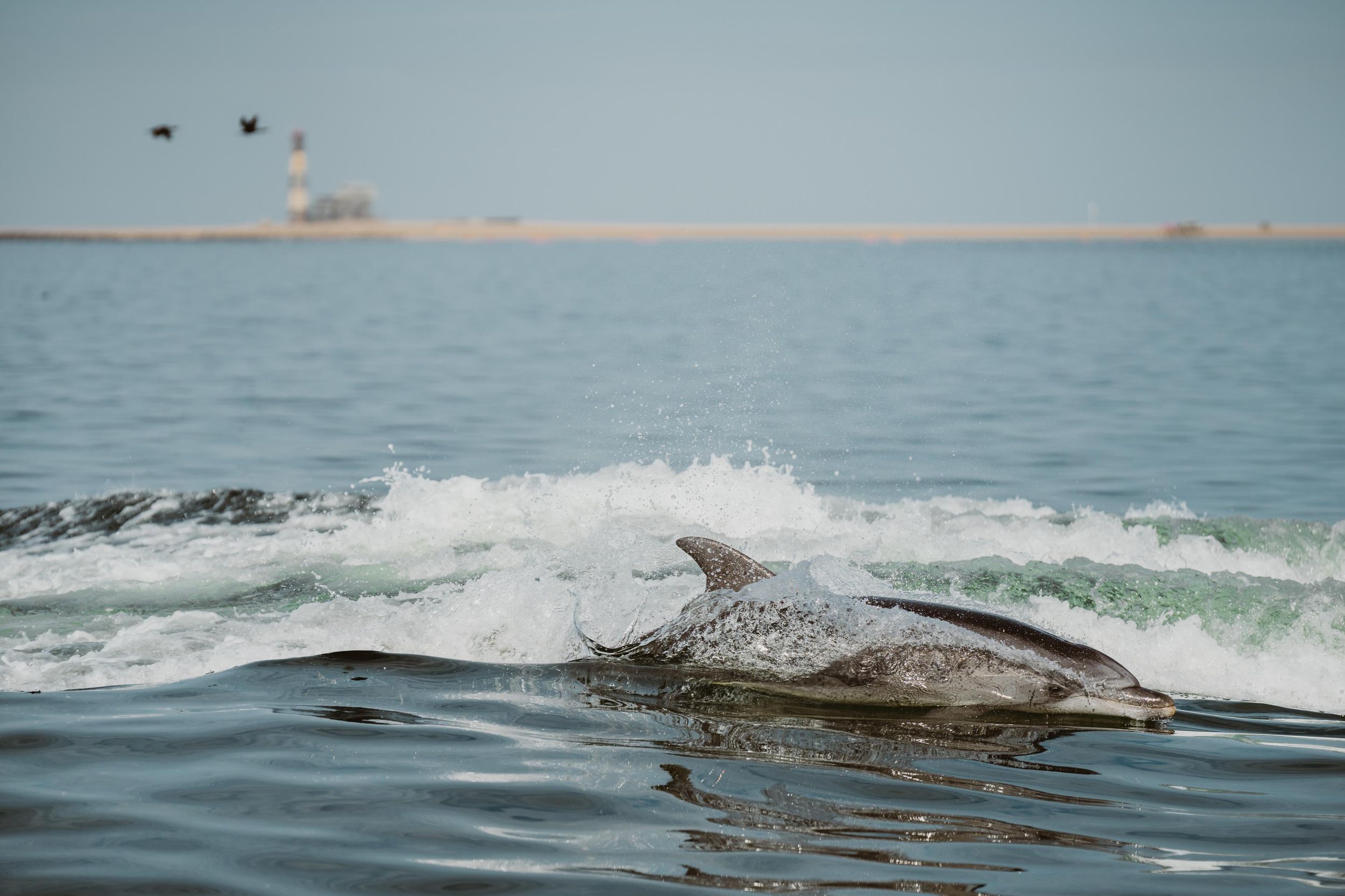 Walvis Bay: Delfinkreuzfahrt an der namibischen Küste mit leichtem Mittagessen