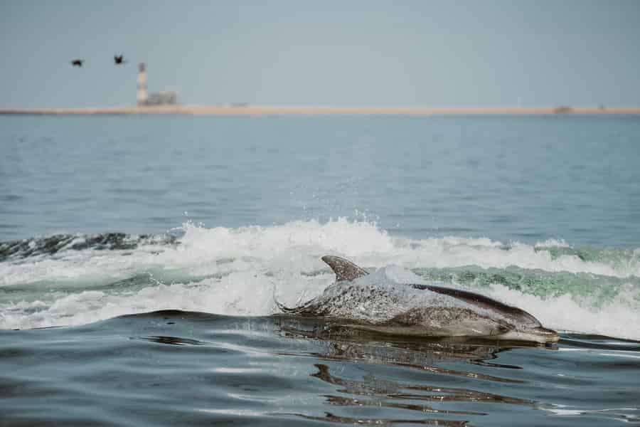 Walvis Bay: Delfinkreuzfahrt an der namibischen Küste mit leichtem Mittagessen. Foto: GetYourGuide Walvis Bay: Delfinkreuzfahrt an der namibischen Küste mit leichtem Mittagessen. Foto: GetYourGuide